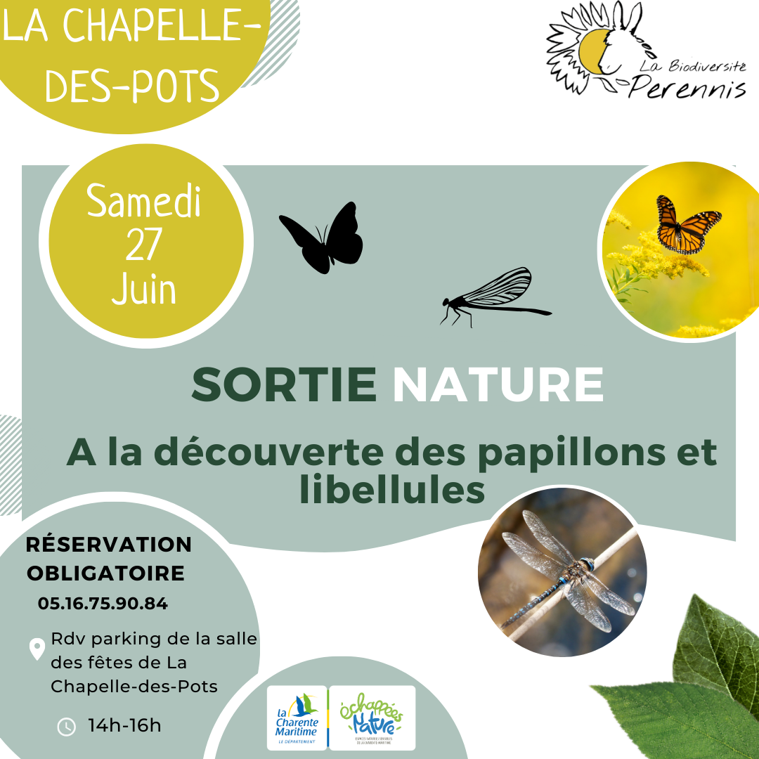 A la découverte des papillons et des libellules
