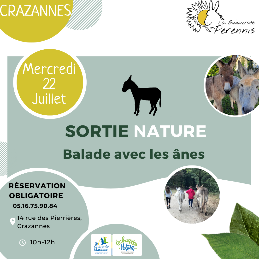 Balade avec les ânes