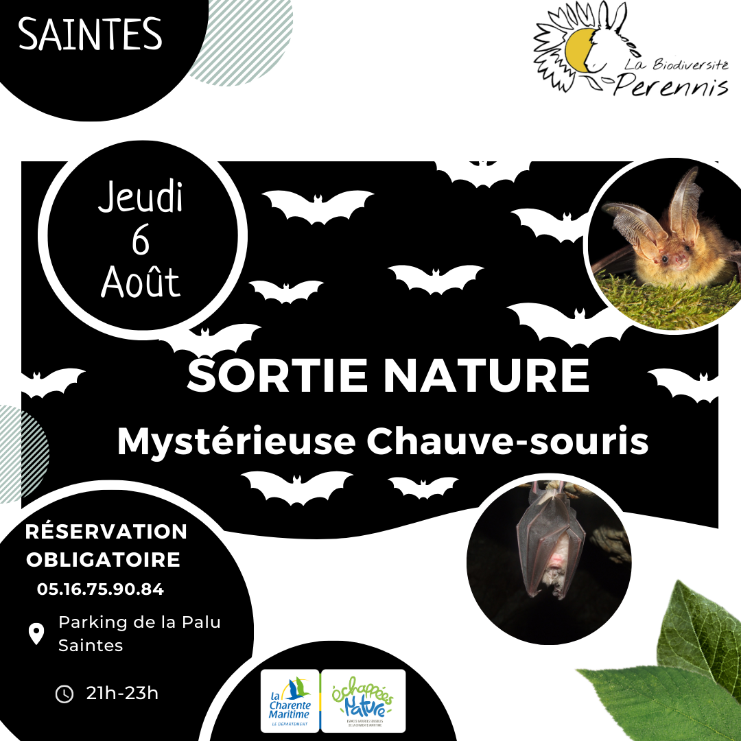 Mystérieuse Chauve-souris