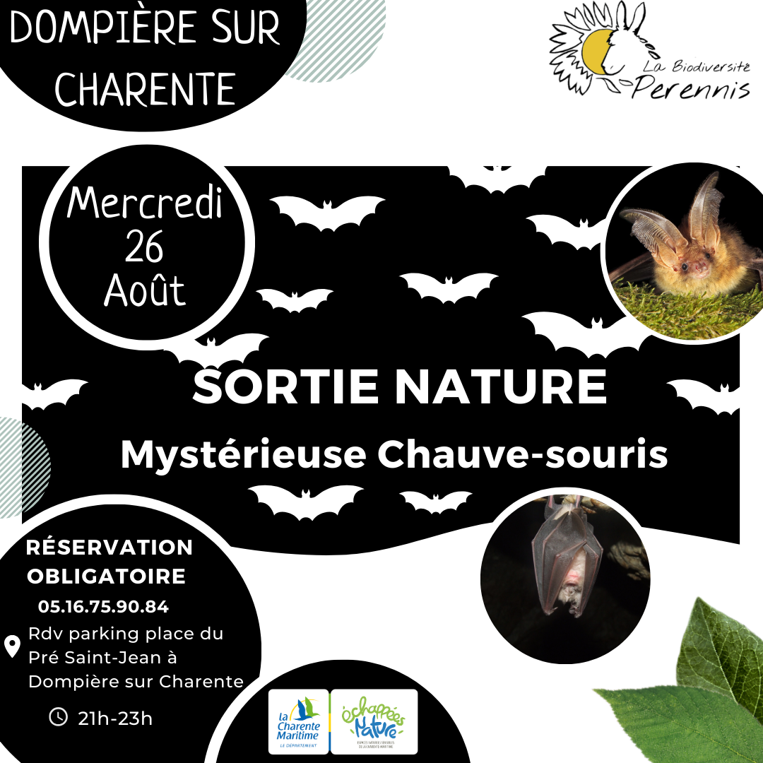 Mystérieuse Chauve-souris