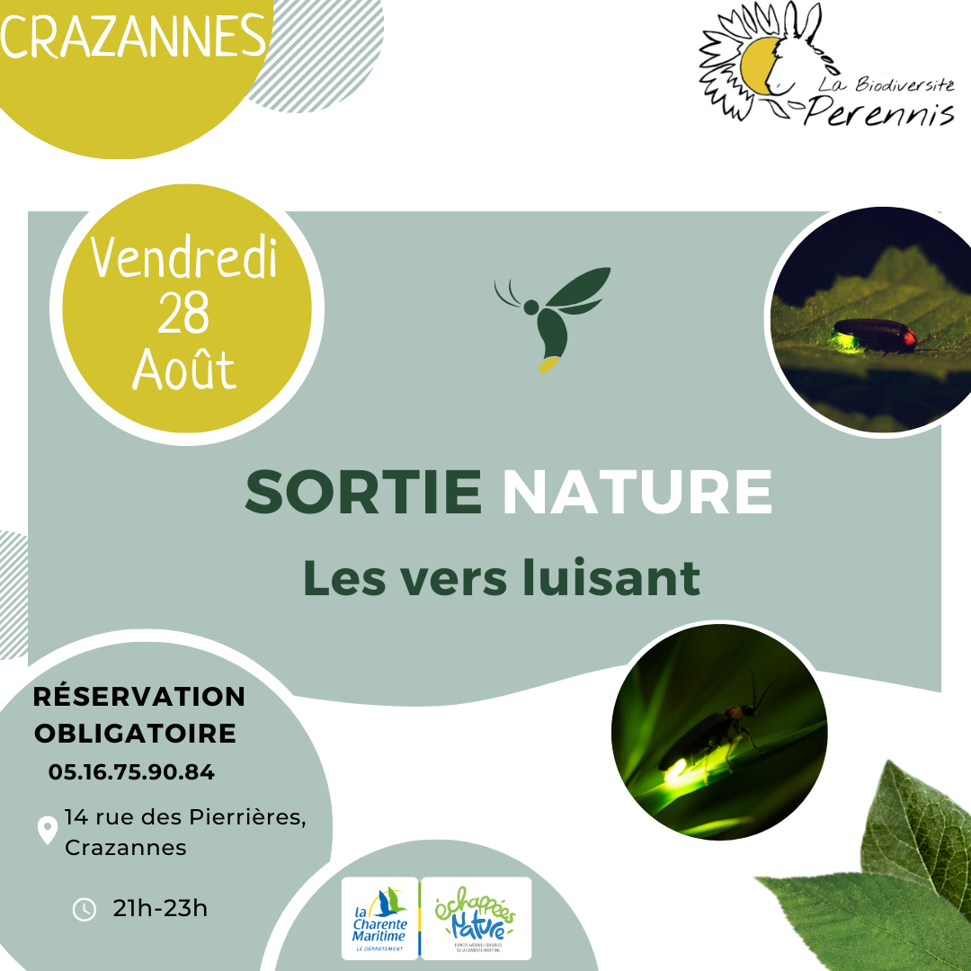 Les vers luisant