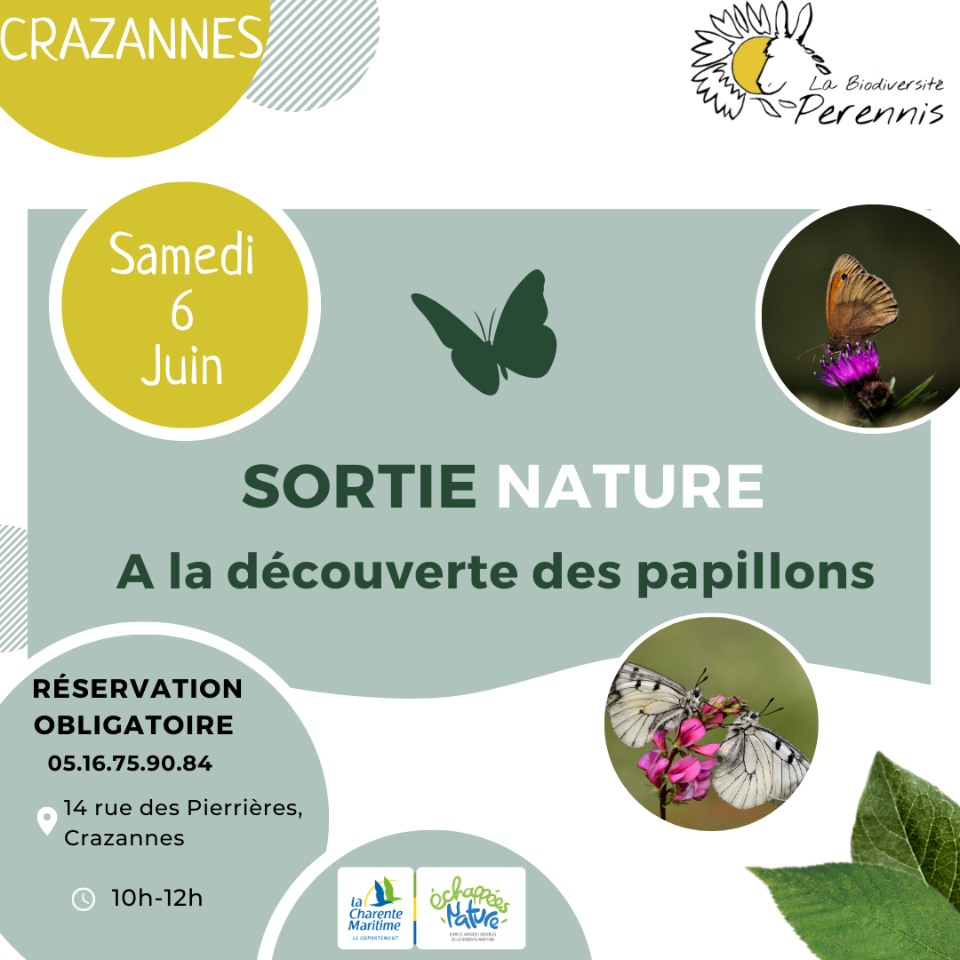 A la découverte des papillons
