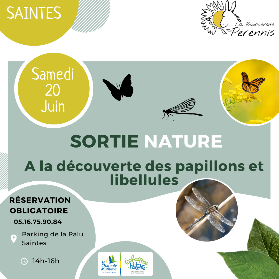 A la découverte des papillons et libellues